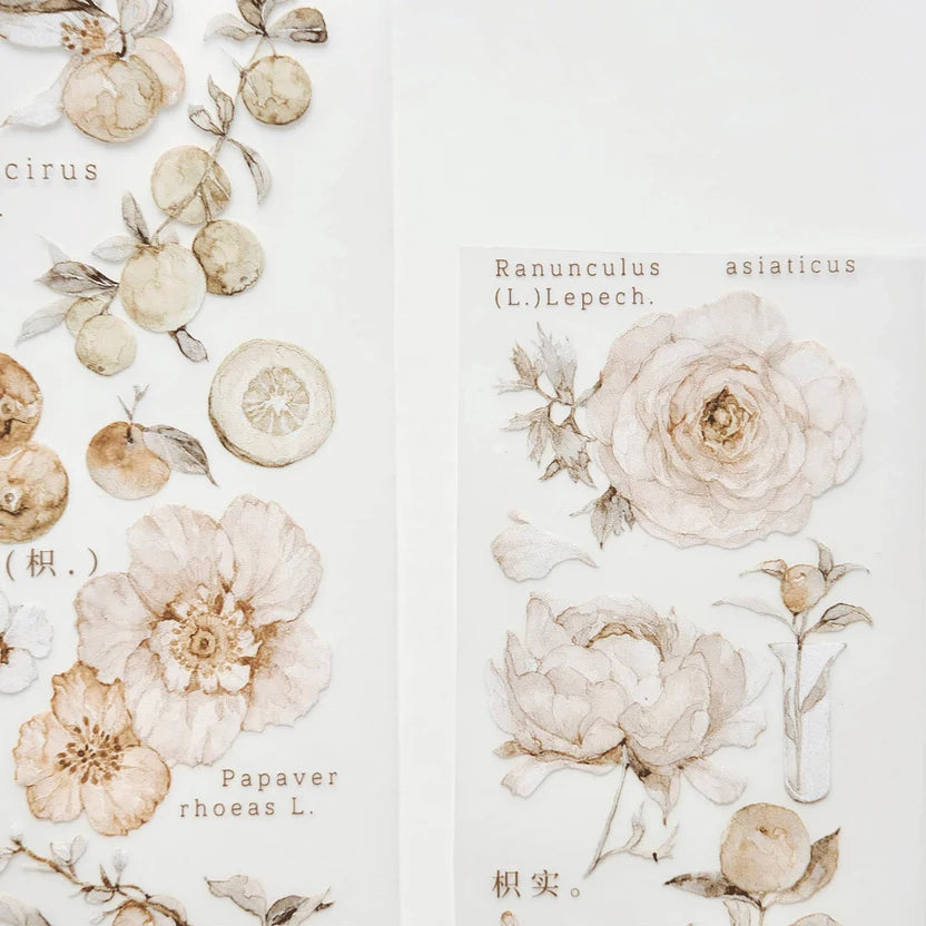 Illustrations of flowers with botanical names on a light background