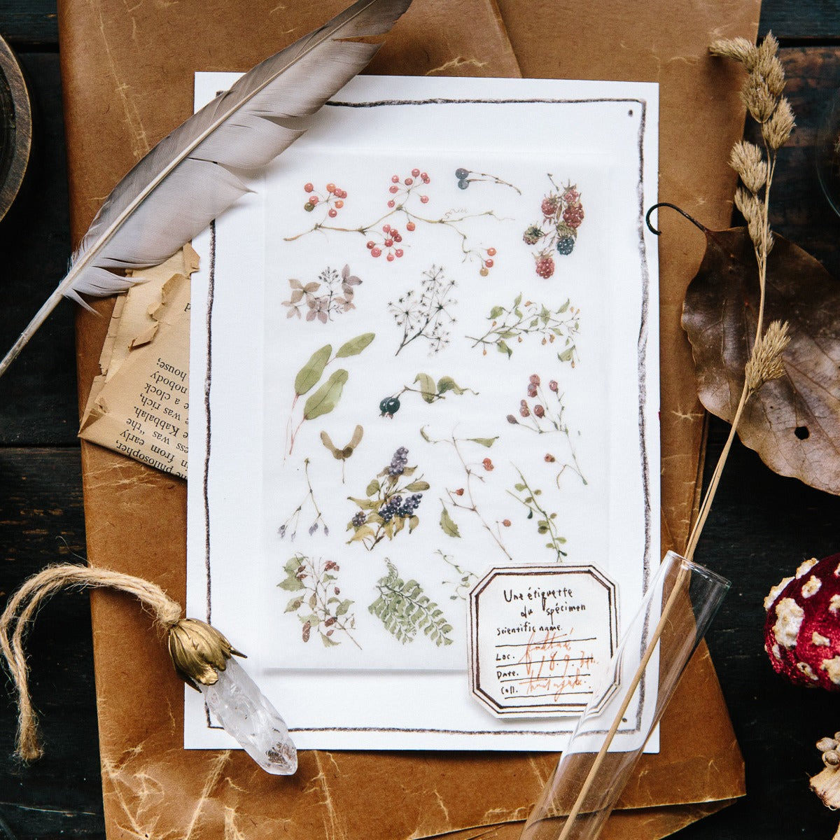Plants Transfer Sticker by OURS Studio — pressed-plant rub-on transfer sticker sheet, for journaling