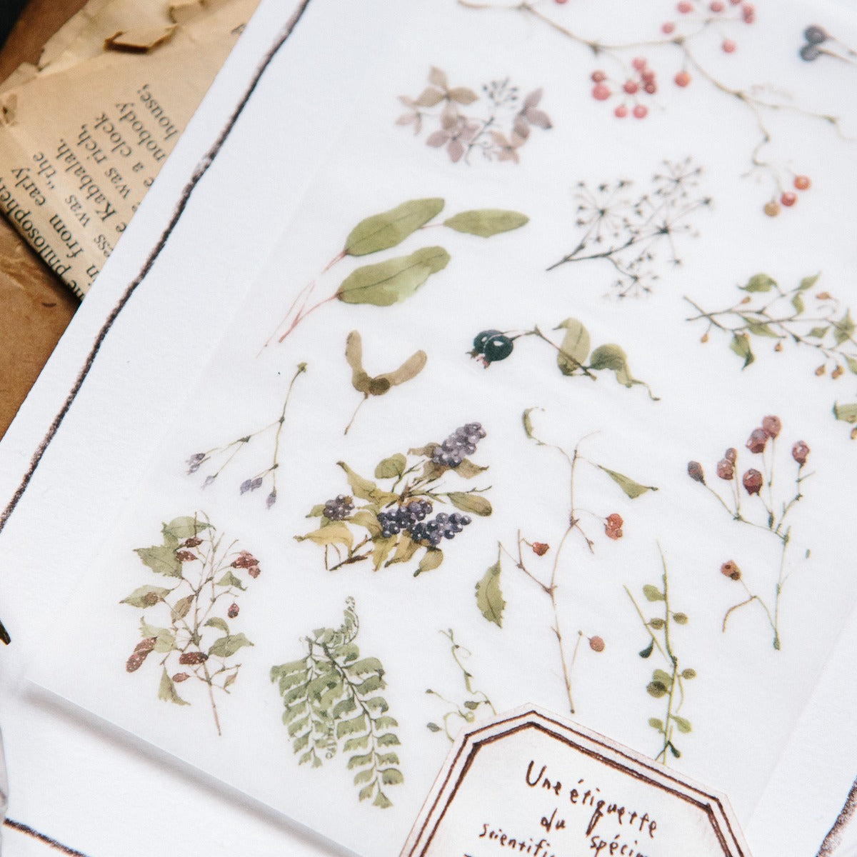 Plants Transfer Sticker by OURS Studio — pressed-plant transfer sticker sheet with text, for journaling